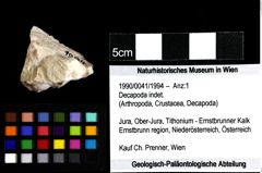 Foto (Objket + Etiketten) von Decapoda indet. 